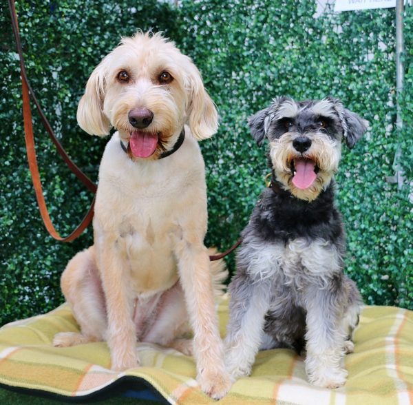 Gus and Zuri