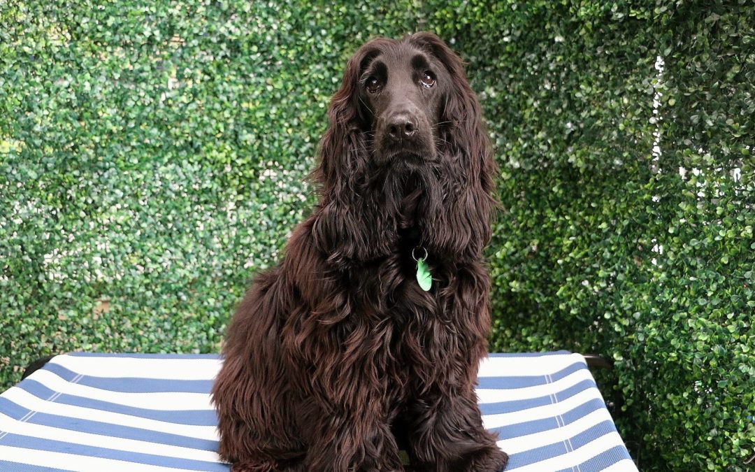 Benny (Spaniel)