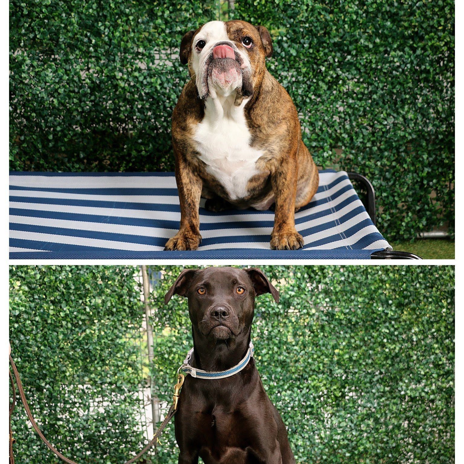 TOP DOGS OF THE WEEK Top Dogs